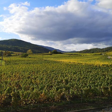 Cocon De Caractere Au Coeur Des Vignes Alsaciennes Apartman Bergheim Kültér fotó