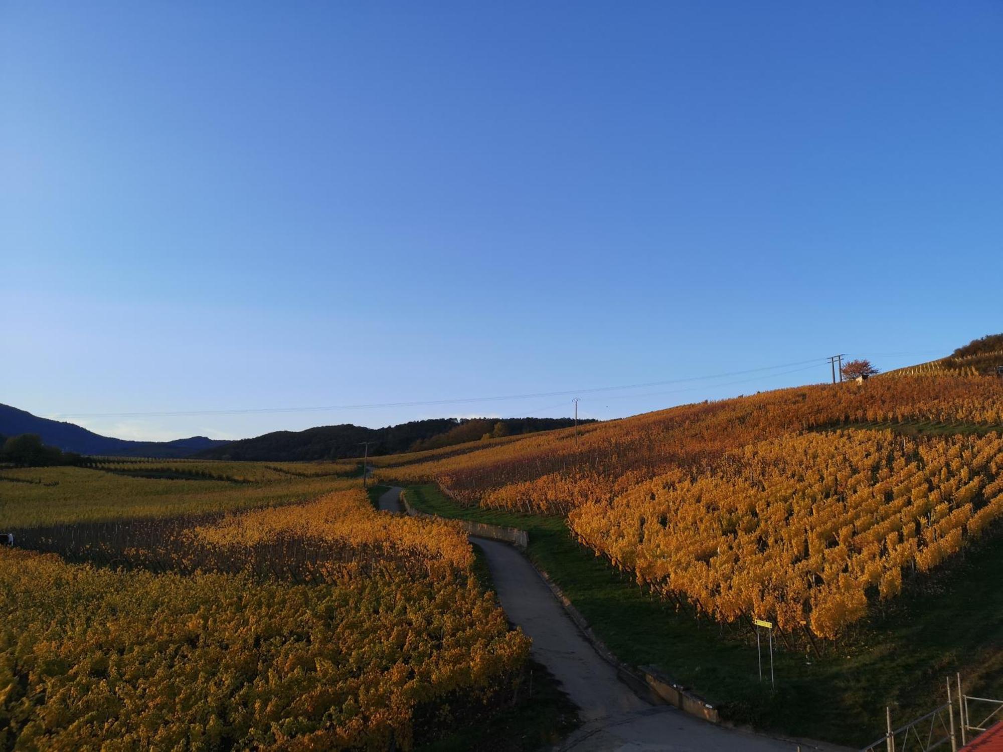 Cocon De Caractere Au Coeur Des Vignes Alsaciennes Apartman Bergheim Kültér fotó