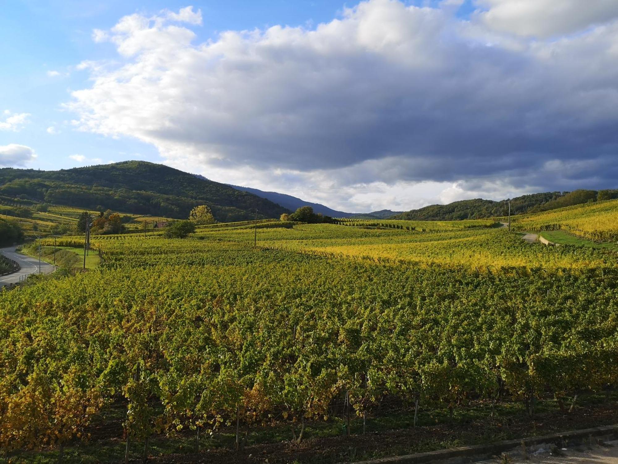 Cocon De Caractere Au Coeur Des Vignes Alsaciennes Apartman Bergheim Kültér fotó